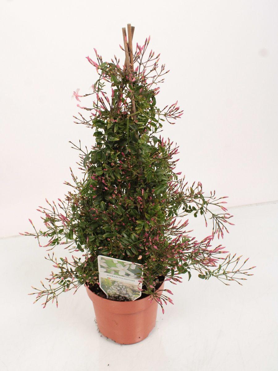 Jasminum Polyanthum (Triple Staked)