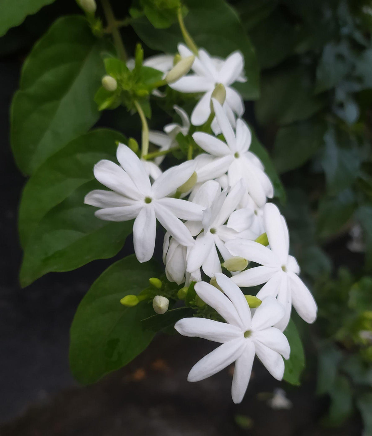 Jasminum multiflorum (Downy Jasmine / Winter Jasmine of India)