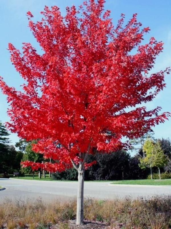 Acer x Freemanii 'Jeffersred' (Autumn Blaze® Lipstick Tree®)