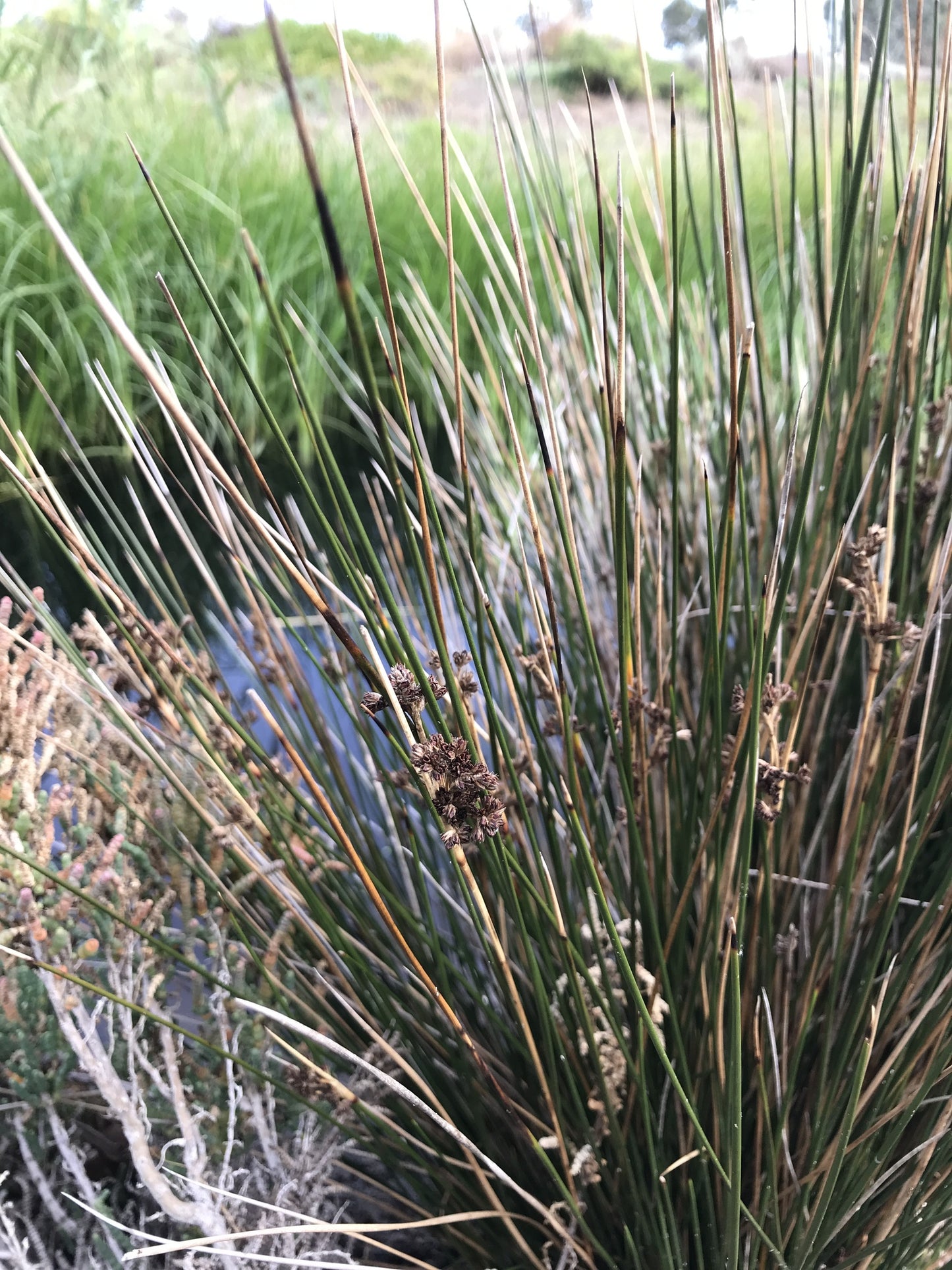 Juncus Kraussii