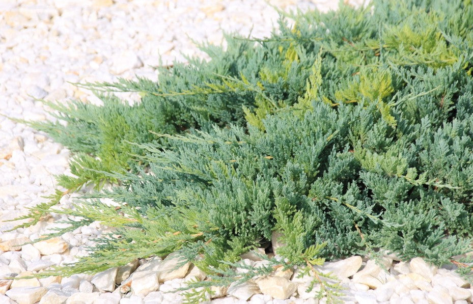 Juniperus squamata ‘Prostrata’ (syn. Juniperus pingii)