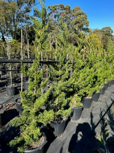 Juniperus Chinensis 'Keteleeri'