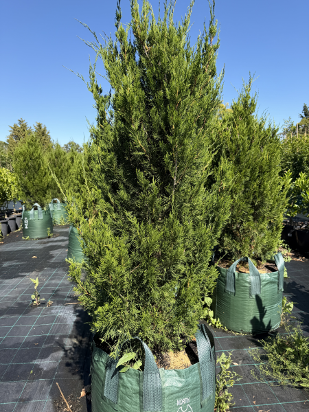 Juniperus Chinensis 'Spartan' (Spartan Juniper)