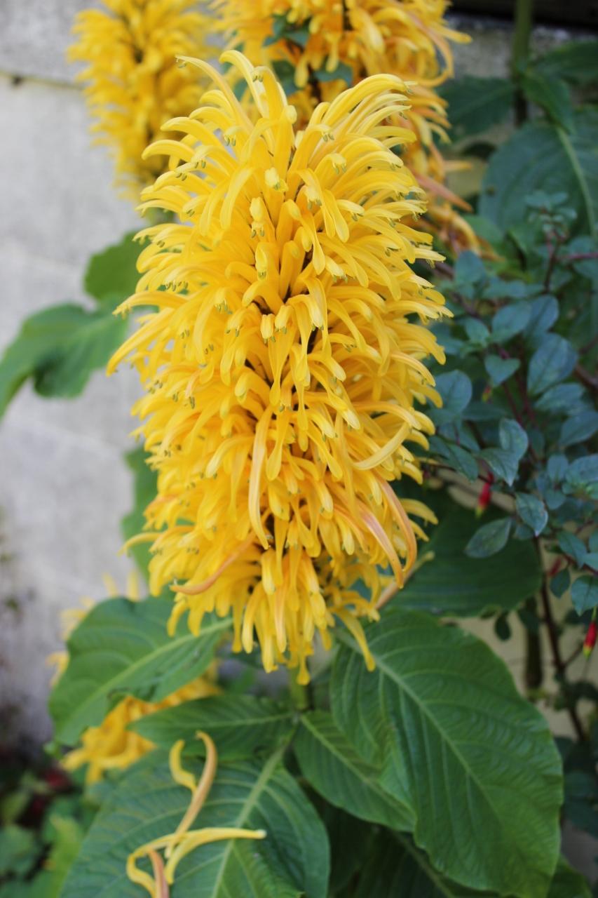 Justicia aurea (Yellow Jacobinia)
