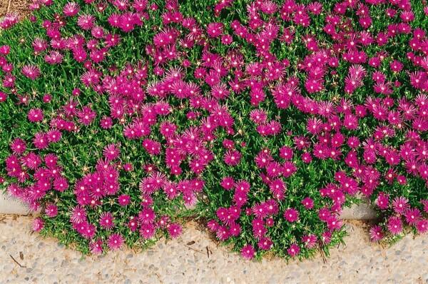 Mesembryanthemum Cooperi ‘Dwarf Pink’ (Dwarf Pink Pigface)