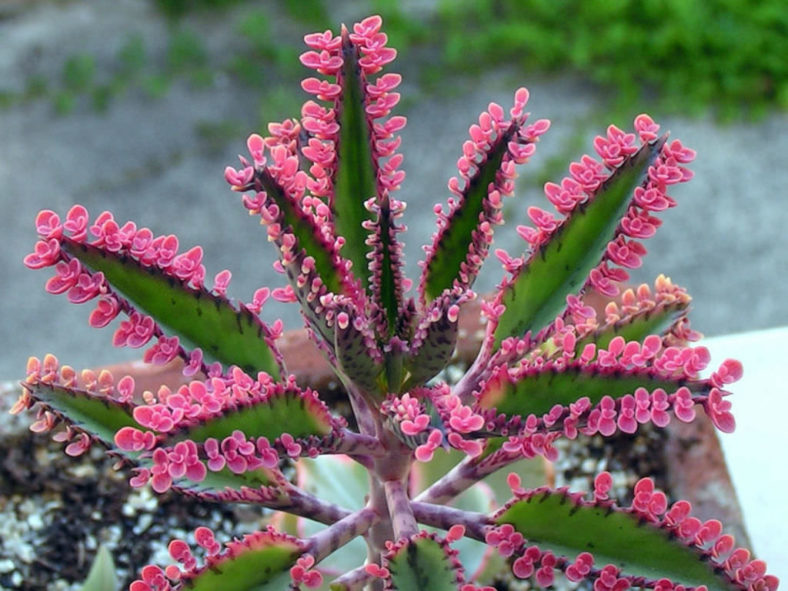 Kalanchoe spp. ‘Pink Butterflies’