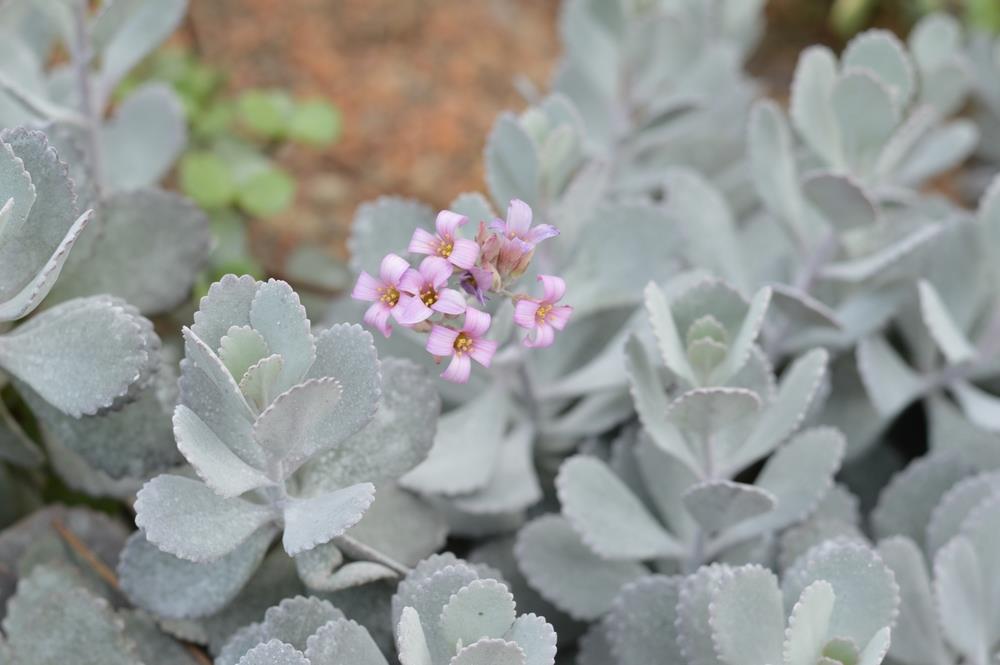 grey succulent with pink flowers Kalanchoe Quicksilver – Silvery-Grey Succulent with Soft Foliage