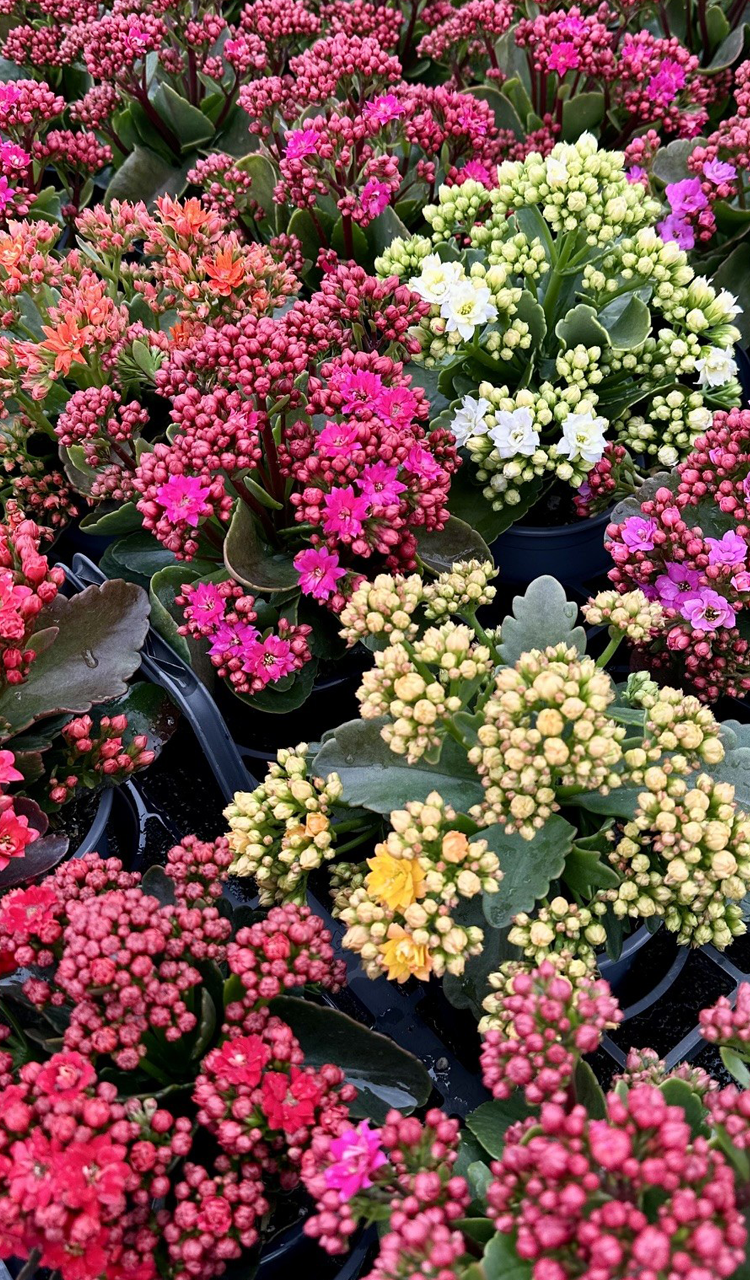Kalanchoe blossfeldiana ‘Calandiva Teku’ (Calandiva Kalanchoe)