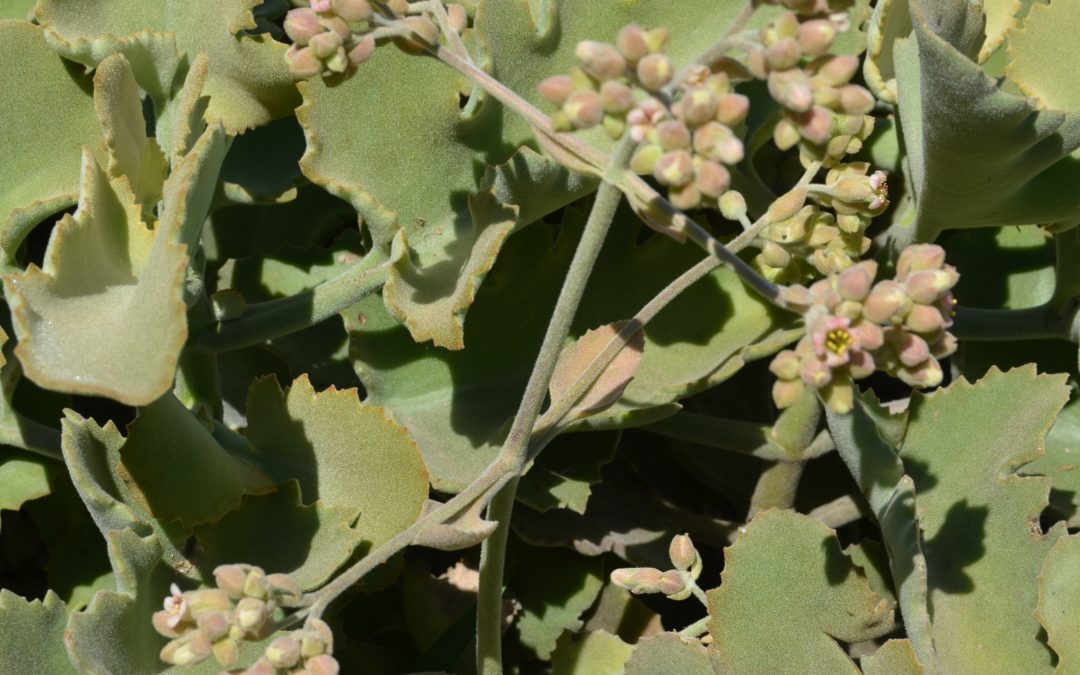 Kalanchoe Beharensis