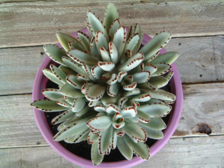 Kalanchoe tomentosa ‘Silver Drops’