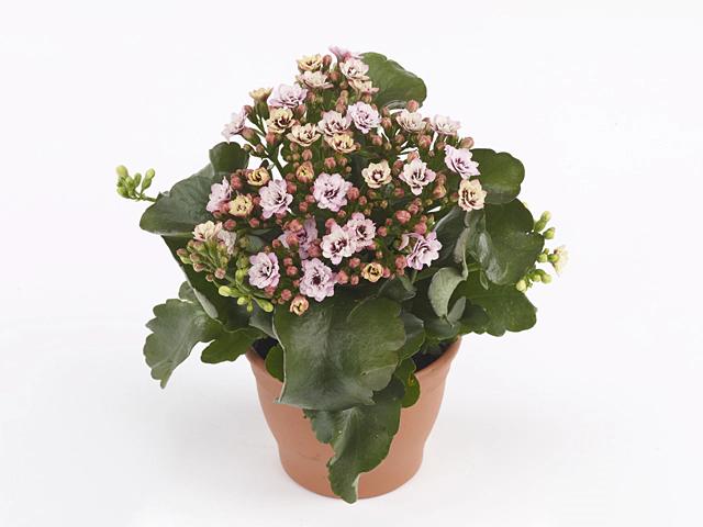 Kalanchoe Blossfeldiana (Calandiva Weaver Bicolour Pink)