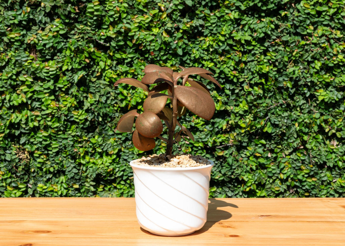 Kalanchoe Orgyalis (Copper Spoons)