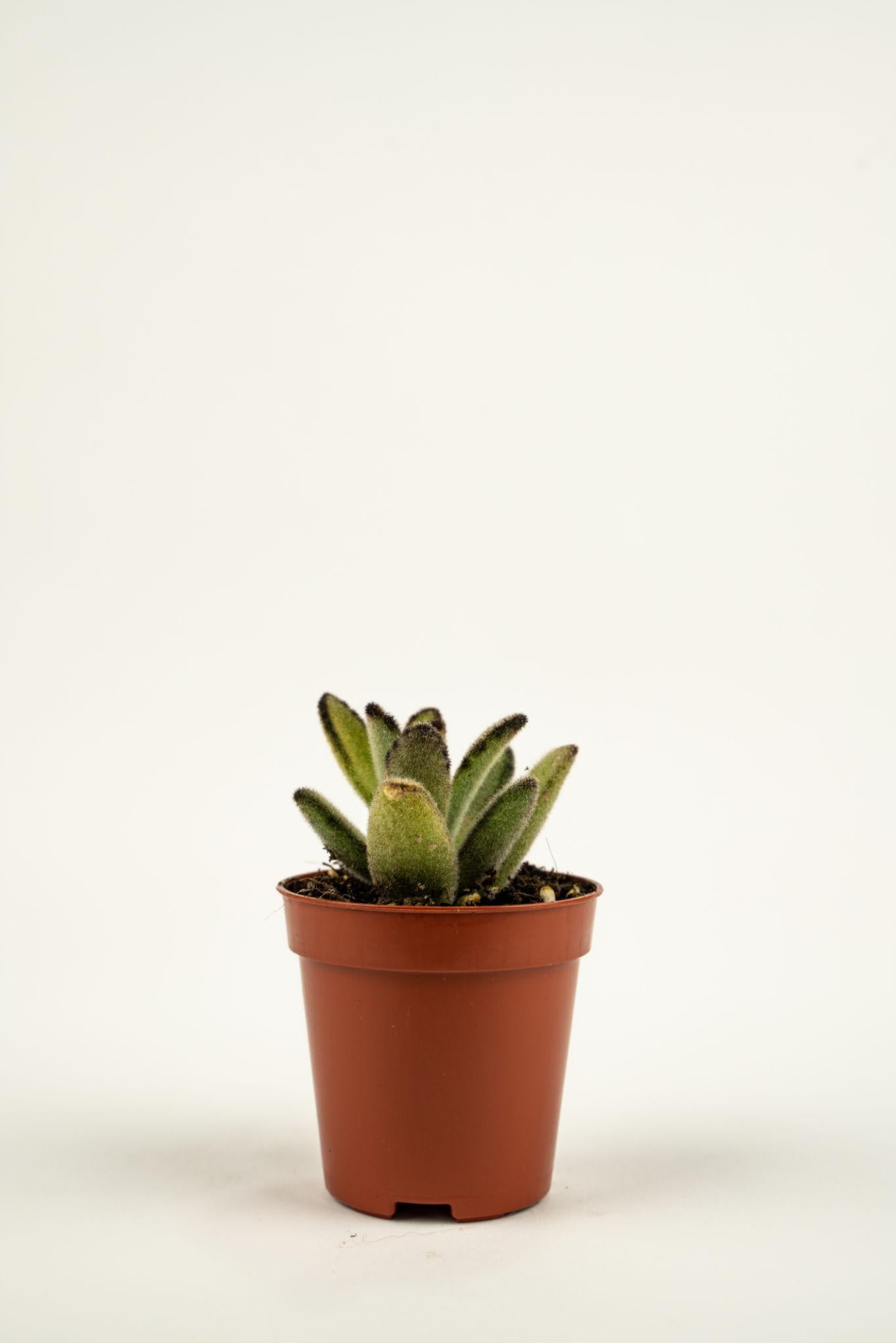 Kalanchoe Tomentosa (Panda Plant)