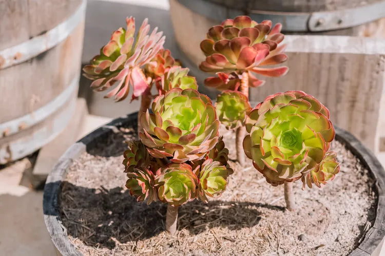 Aeonium ‘Ruby Lace’ – Succulent