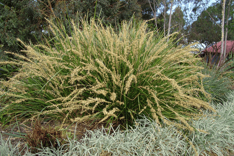 Lomandra longifolia ‘Katrinus Deluxe’