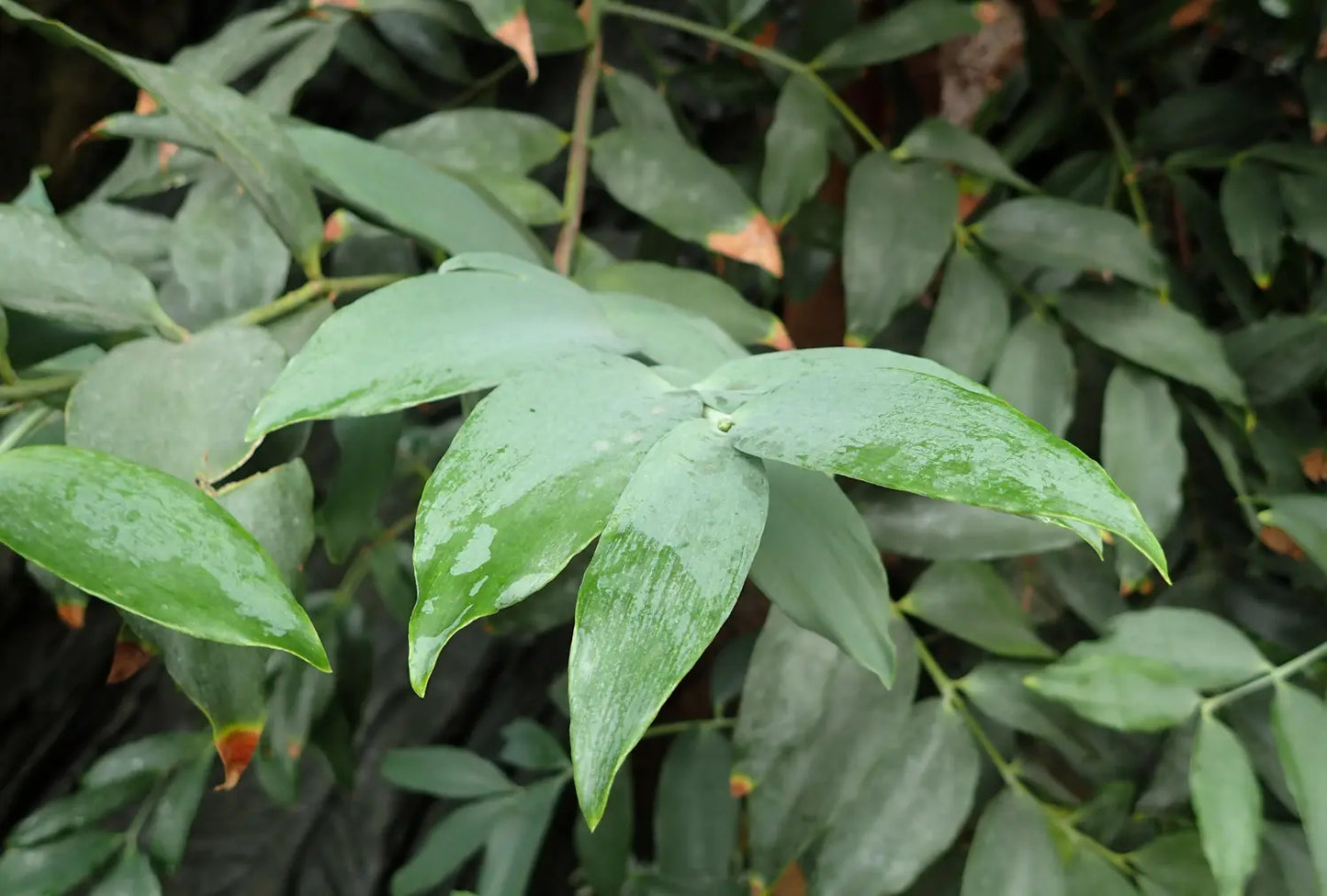Agathis Robusta (Kauri Pine)