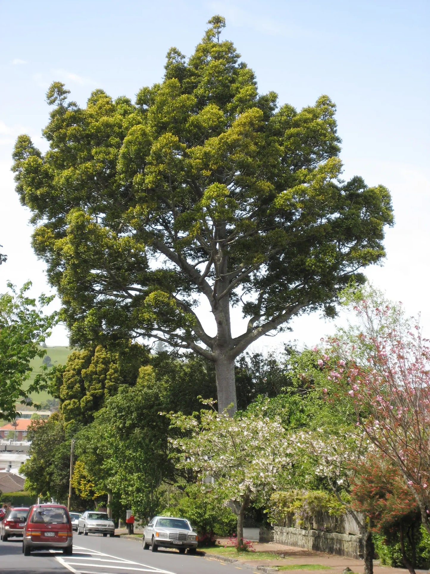 Agathis Robusta (Kauri Pine)