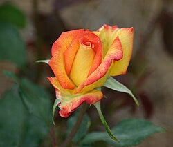 Rosa 'Kelly's Gold' (Kelly's Gold Hybrid Tea Rose)