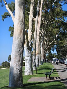 Corymbia Citriodora (Lemon-Scented Gum)