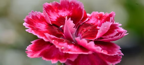 Dianthus ‘Angel of Harmony’ (Scent from Heaven Dianthus)