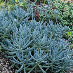 Senecio ‘Trident Blue’ (syn. Curio / Kleinia)