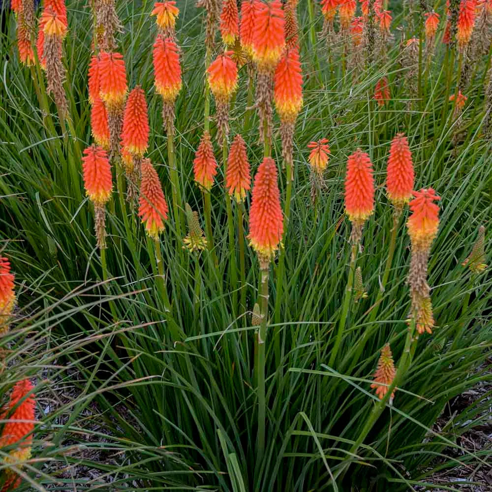 Kniphofia Uvaria (Red Hot Poker)