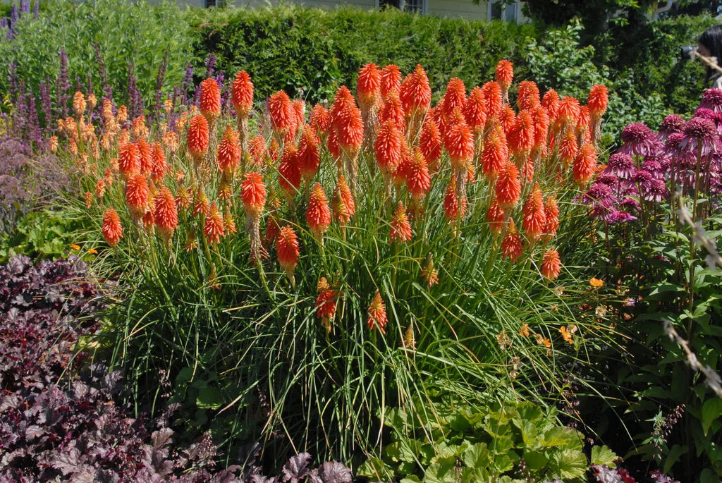 Kniphofia Uvaria (Red Hot Poker)