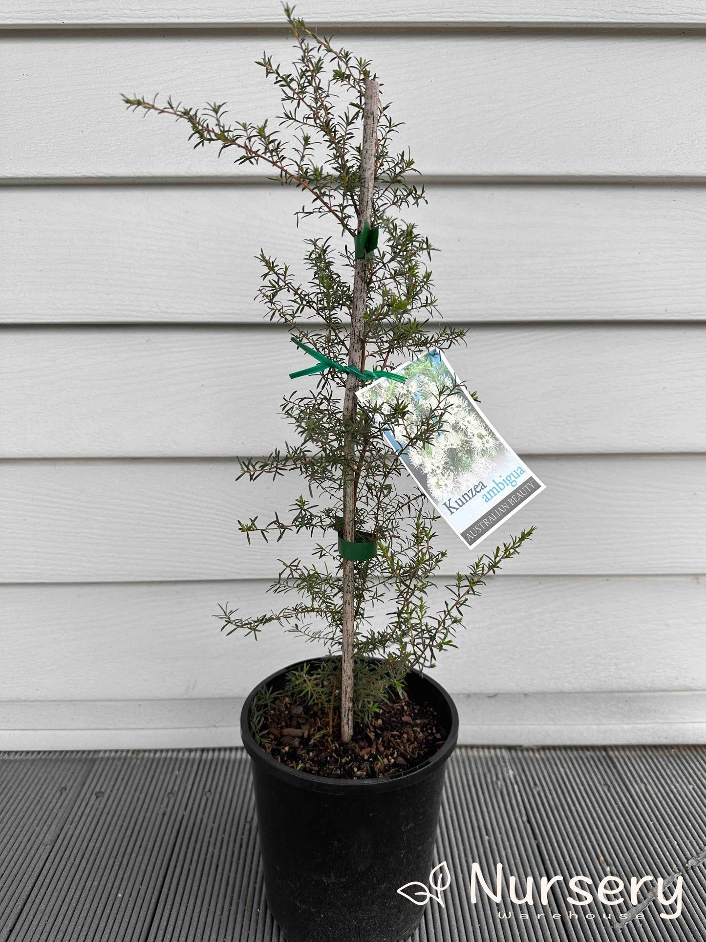 Kunzea Ambigua (Sweet Basil Bush)