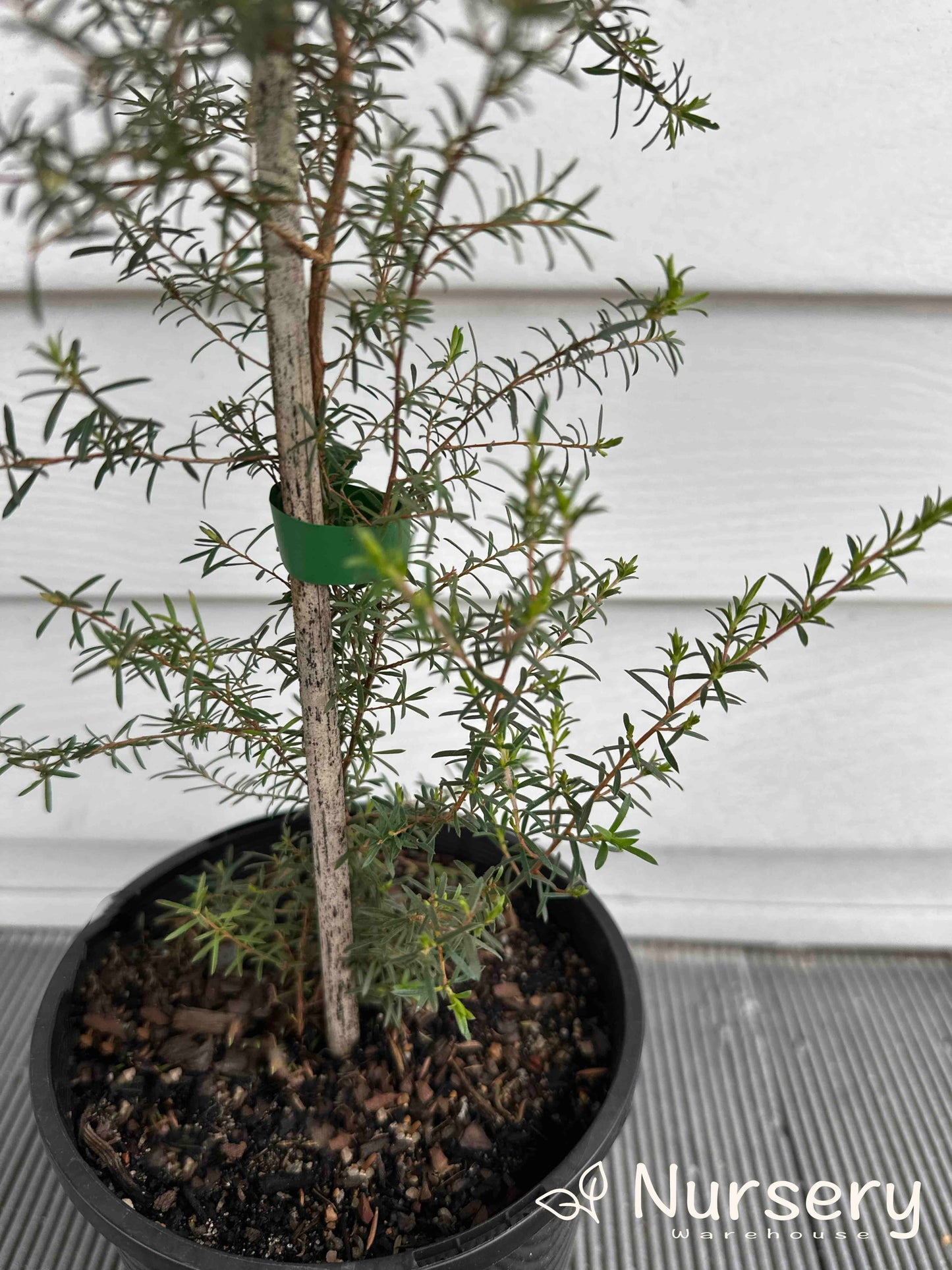 Kunzea Ambigua (Sweet Basil Bush)