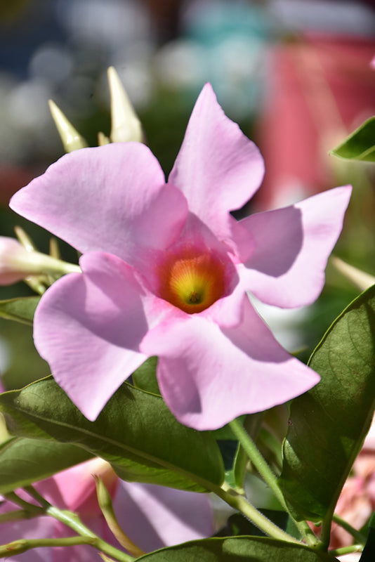 Dipladenia ‘Diamantina Tourmaline Pink’ (Bush Mandevilla)