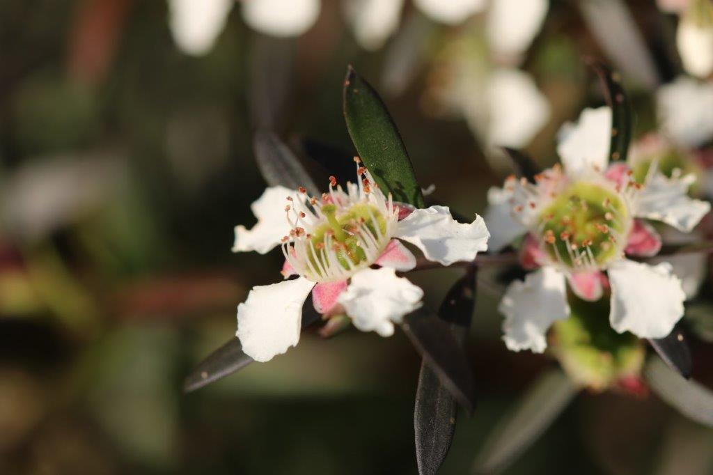 Leptospermum morrisonii ‘Burgundy’ – Tea Tree