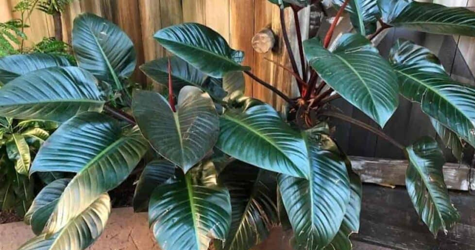 Philodendron Rojo Congo