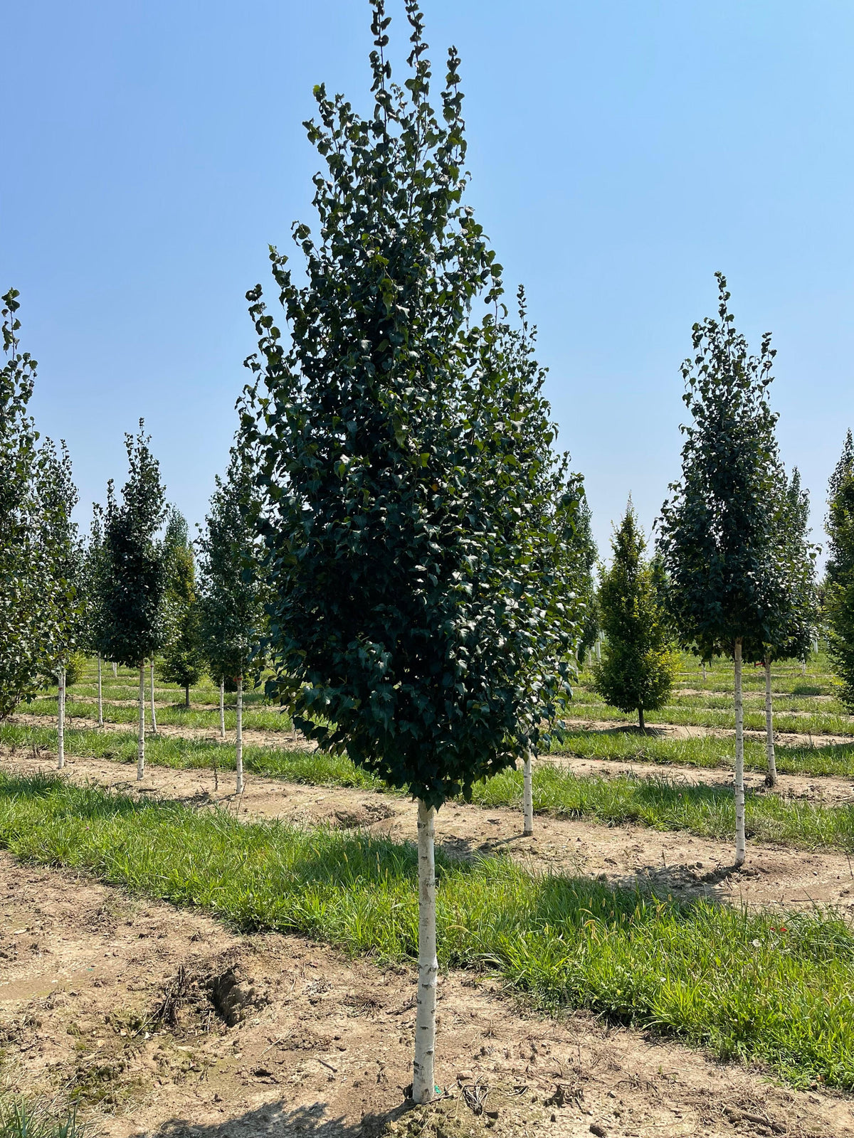 Betula Platyphylla 'Fargo' Dakota Pinnacle® (Dakota Pinnacle Birch)