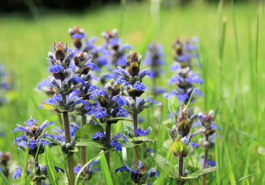 Ajuga reptans 'Purpurea' (Purple Bugleweed)