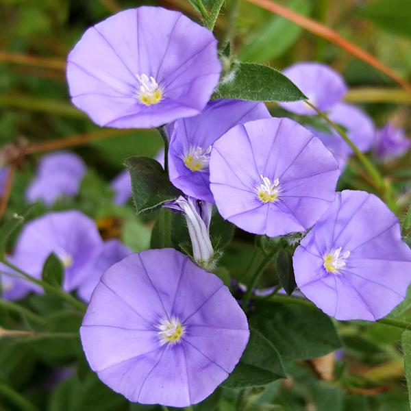 Convolvulus Sabatius ‘Blue’ (Blue Convolvulus) CLEARANCE
