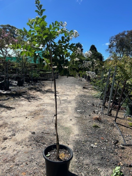 Lagerstroemia Natchez (Crepe Myrtle)