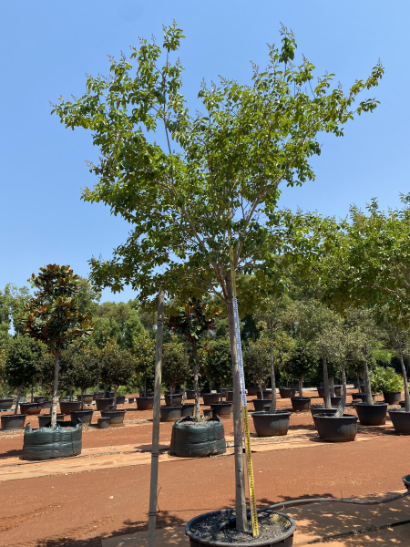 Lagerstroemia Natchez (Crepe Myrtle)