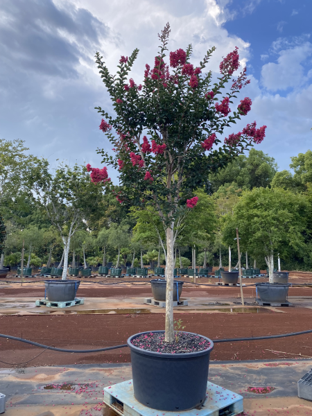 Lagerstroemia 'Tuscarora' (Tuscarora Crepe Myrtle)