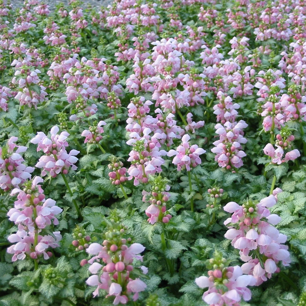 Lamium Maculatum 'Pink Pewter' (Spotted Deadnettle)