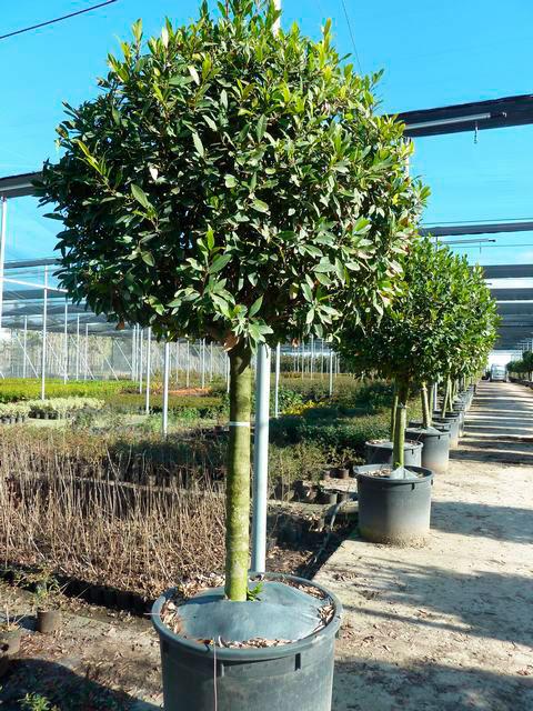 Laurus Nobilis Bay Leaf Standards (Bay Laurel Standard)