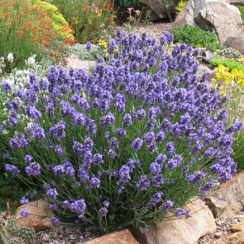 Lavandula Angustifolia (Berry Beautiful Purple Lavender)