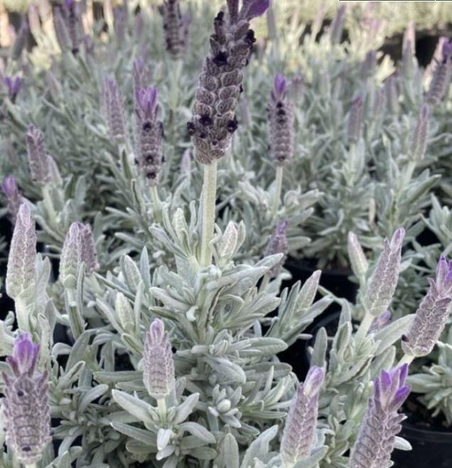 Lavandula Hybrida ‘Silverado’ (Lavender)