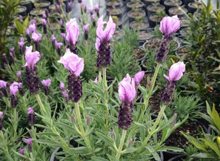 Lavandula Pedunculata ‘Sensation Blue’ (Sensation Blue Lavender)