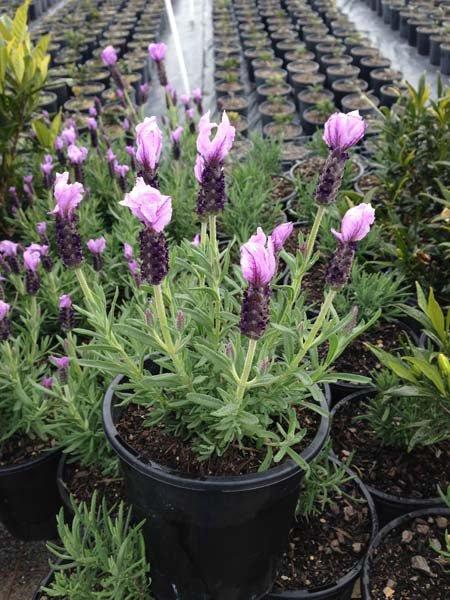 Lavandula Pedunculata ‘Sensation Blue’ (French Lavender)