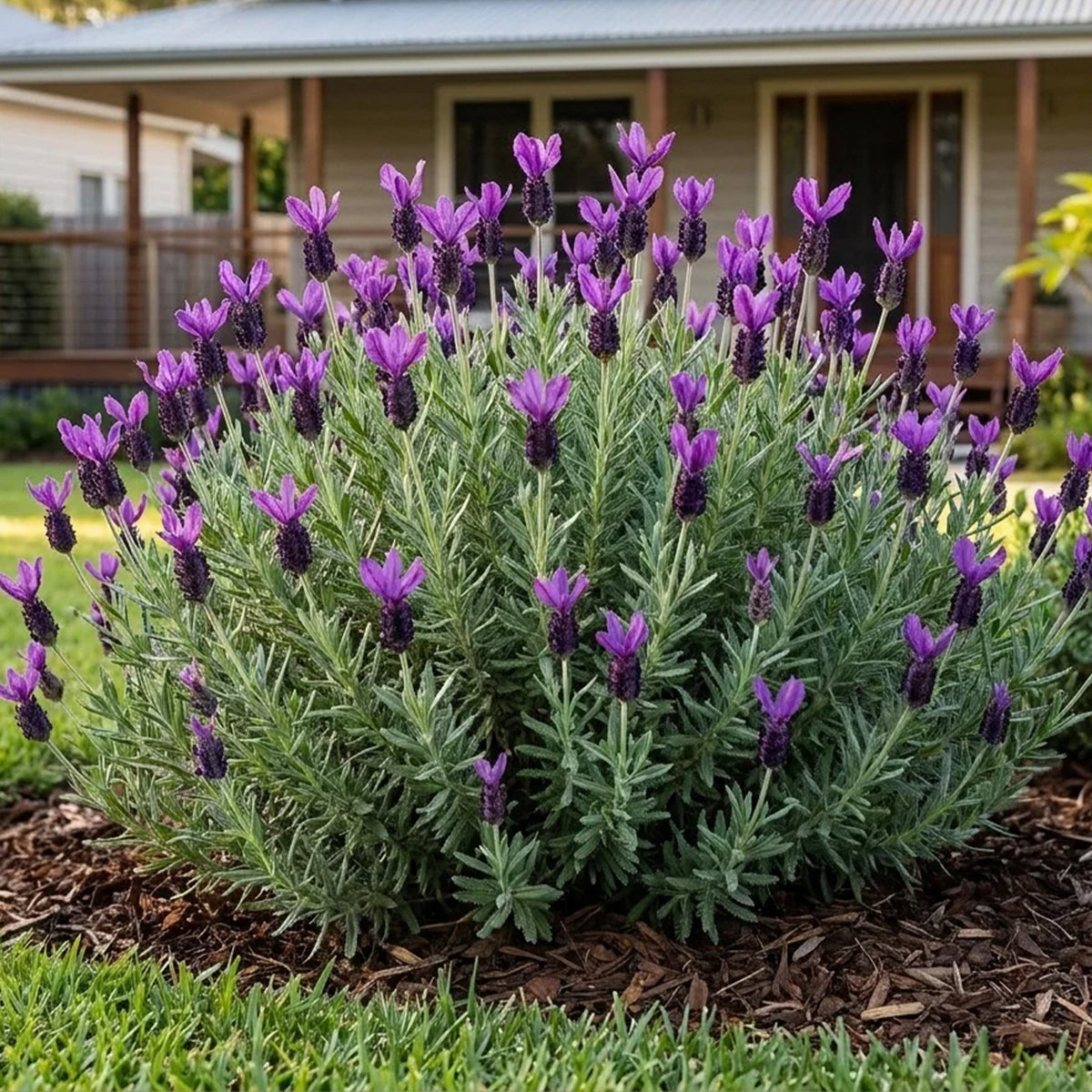 Lavandula Stoechas ‘LaDiva Papillon Purple’ (LaDiva Papillon Purple Spanish Lavender)