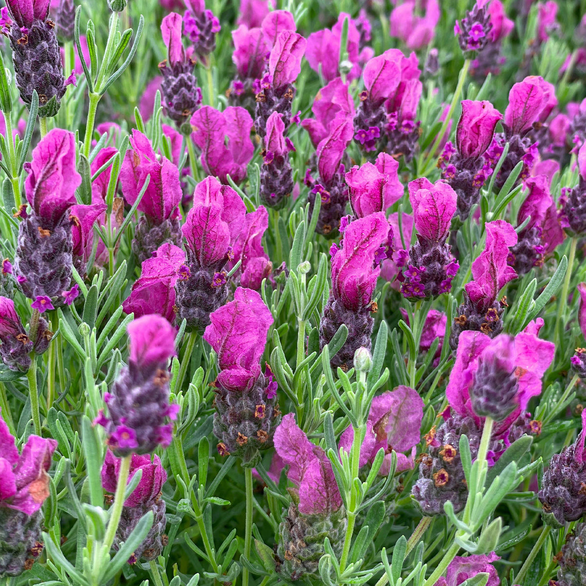 Lavandula Stoechas ‘LaDiva Papillon Rose’ (Papillon Rose Spanish Lavender)