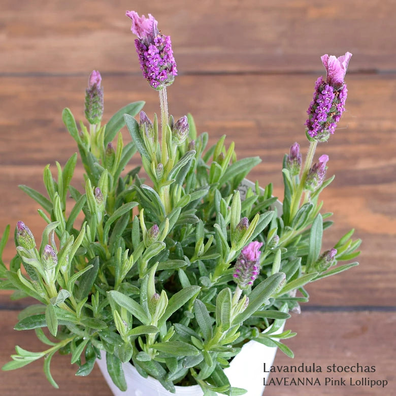 Lavandula Stoechas 'Laveanna Pink Lollipop' (Pink Lollipop Spanish Lavender)
