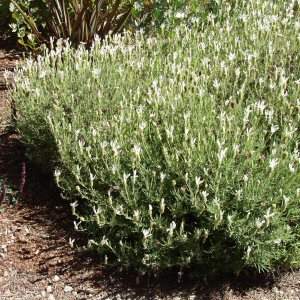 Lavandula Stoechas ‘Alba’ (Italian White Lavender)