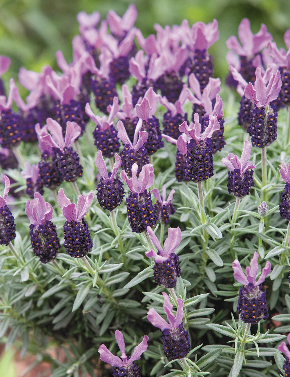 Lavandula pedunculata ‘La Diva Rose’ (French Lavender)