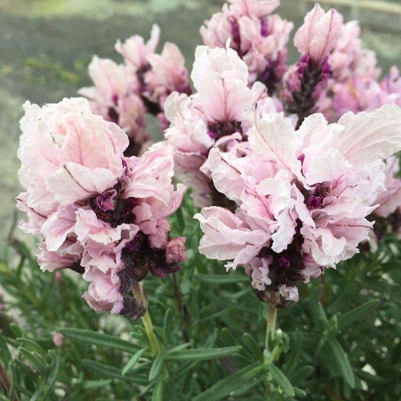 Lavandula ‘Lavish™ Double Musk’ (Double Musk Lavender)